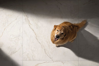Portobello America Apuano Oro 48" x 48" Porcelain Tile